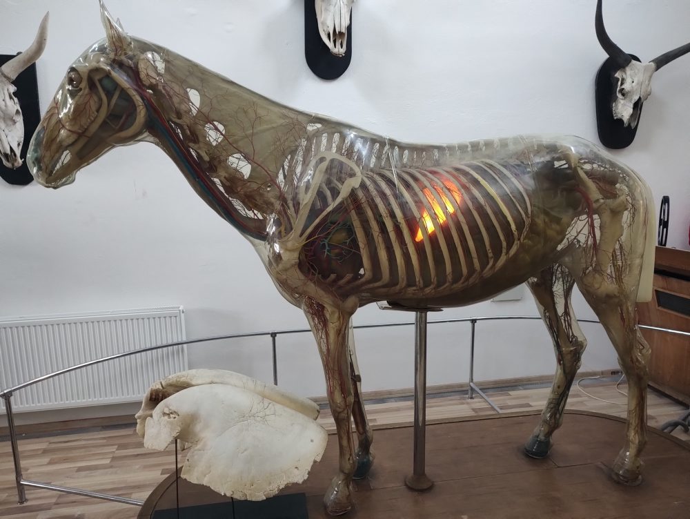 Košická UVLF má unikátny model skleneného koňa, jeho orgány svietia