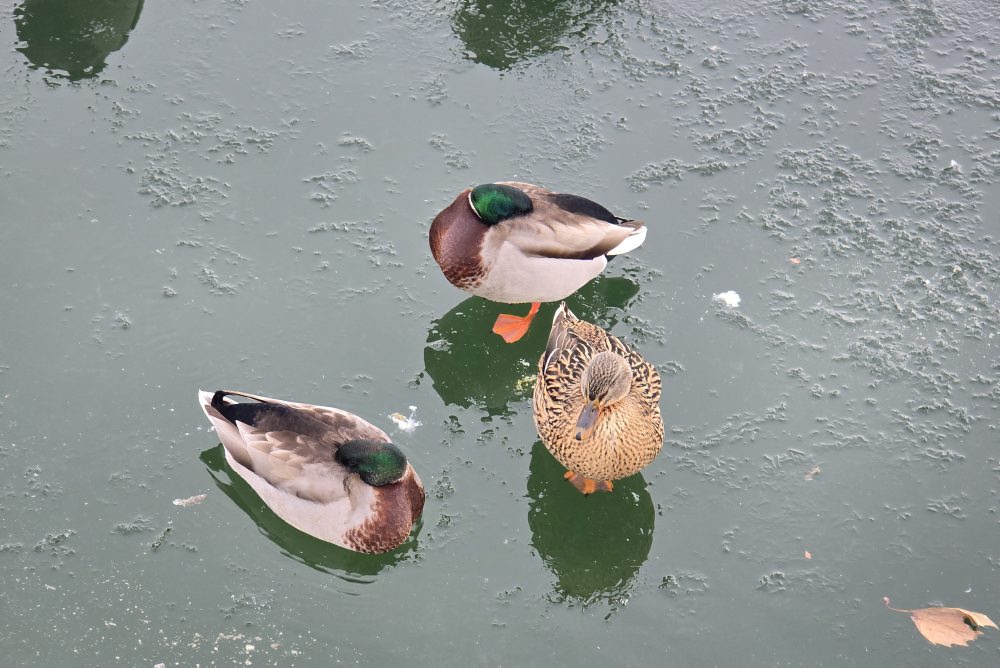 Káčeri a kačica na bratislavskej Kuchajde  