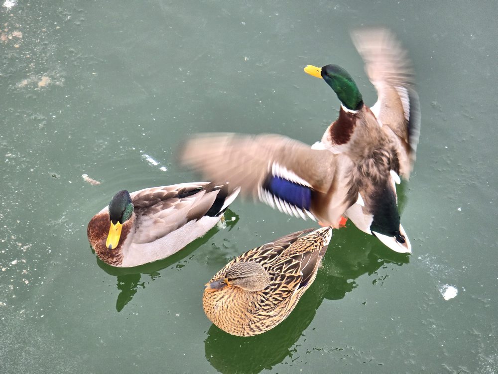 Káčeri a kačica na bratislavskej Kuchajde  