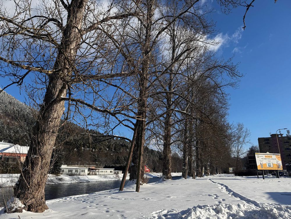 Topole pri frekventovanej ceste I/18 v Ružomberku nahradí nová výsadba