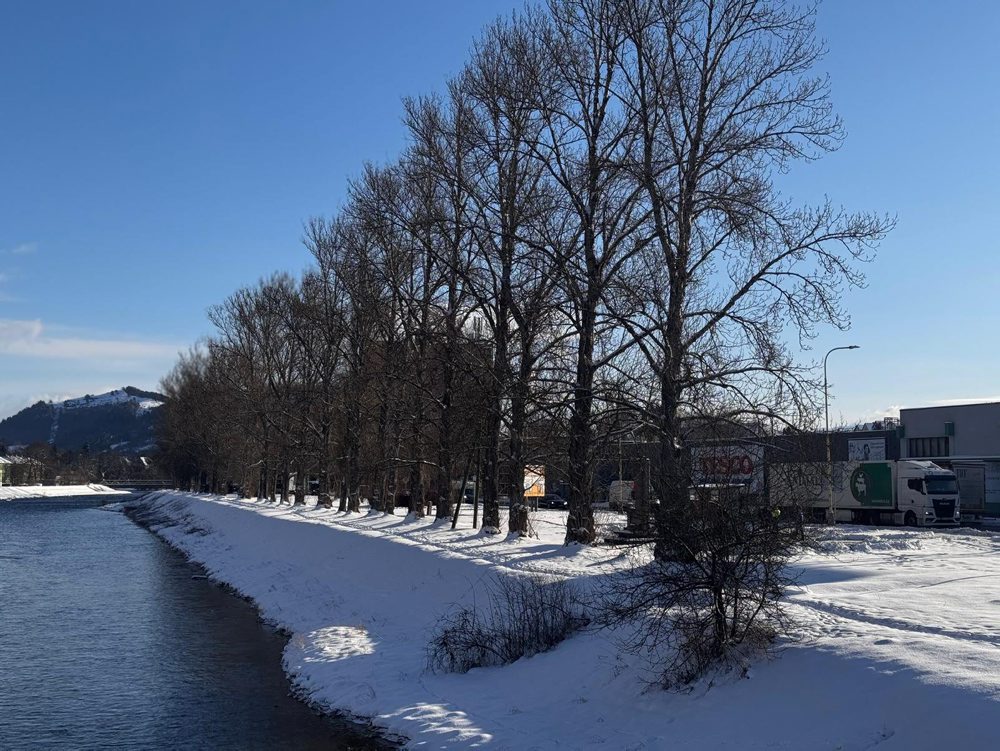 Topole pri frekventovanej ceste I/18 v Ružomberku nahradí nová výsadba