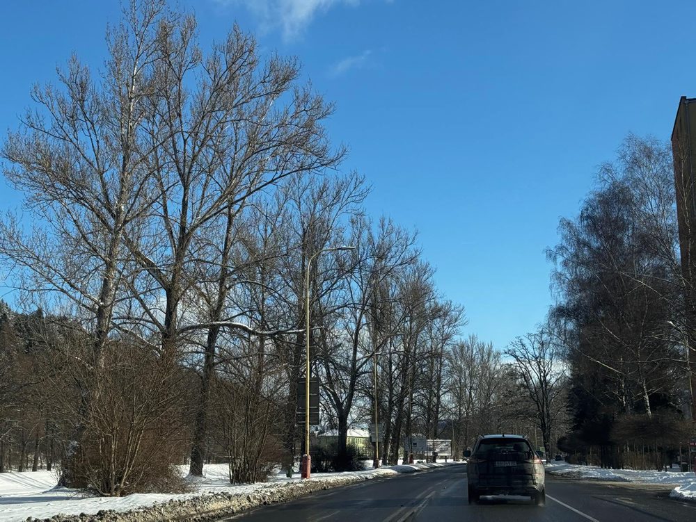 Topole pri frekventovanej ceste I/18 v Ružomberku nahradí nová výsadba