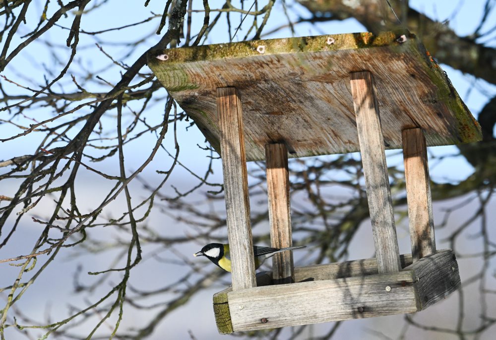 Zimné prikrmovanie vtákov na lubinských kopaniciach