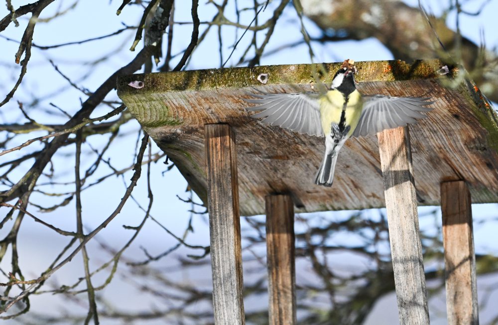 Zimné prikrmovanie vtákov na lubinských kopaniciach