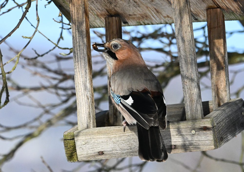 Zimné prikrmovanie vtákov na lubinských kopaniciach