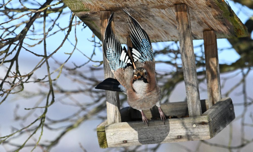 Zimné prikrmovanie vtákov na lubinských kopaniciach
