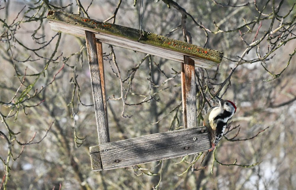 Zimné prikrmovanie vtákov na lubinských kopaniciach