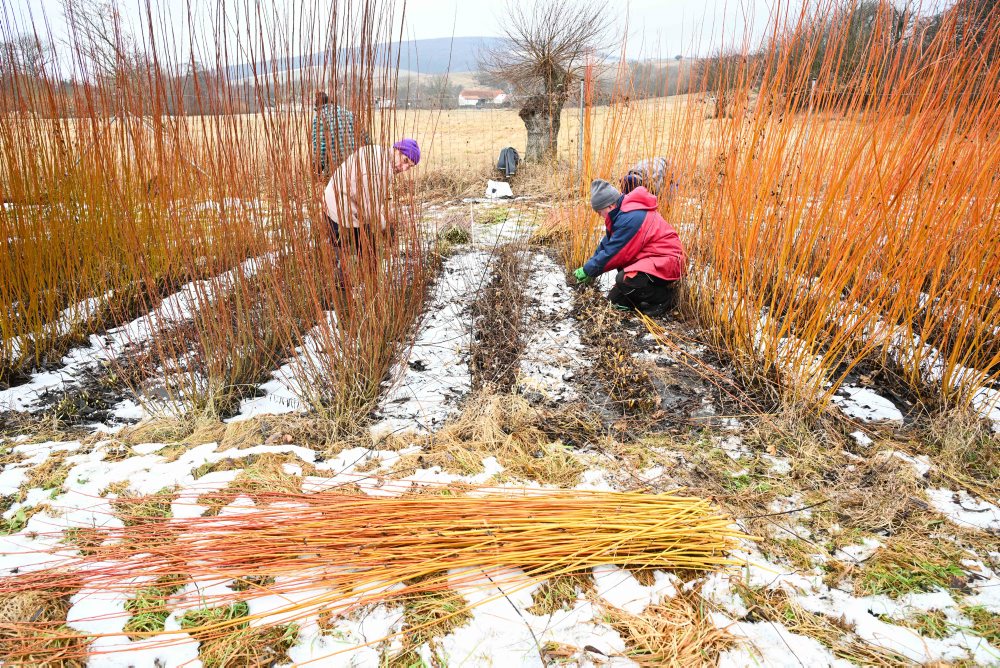 Vrbovce: V miestnej časti Vrbník sa uskutočnil tradičný zber vŕbového prútia