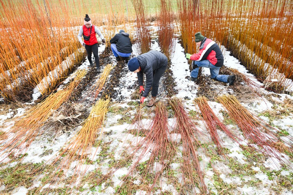 Vrbovce: V miestnej časti Vrbník sa uskutočnil tradičný zber vŕbového prútia
