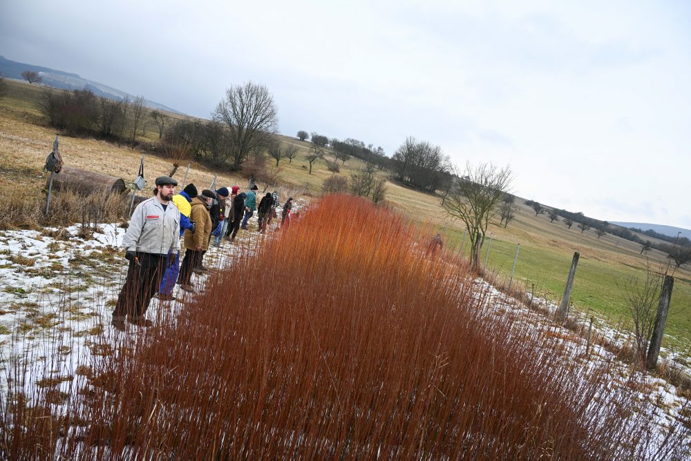 Vrbovce: V miestnej časti Vrbník sa uskutočnil tradičný zber vŕbového prútia