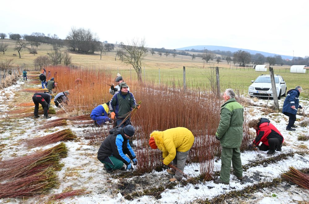 Vrbovce: V miestnej časti Vrbník sa uskutočnil tradičný zber vŕbového prútia