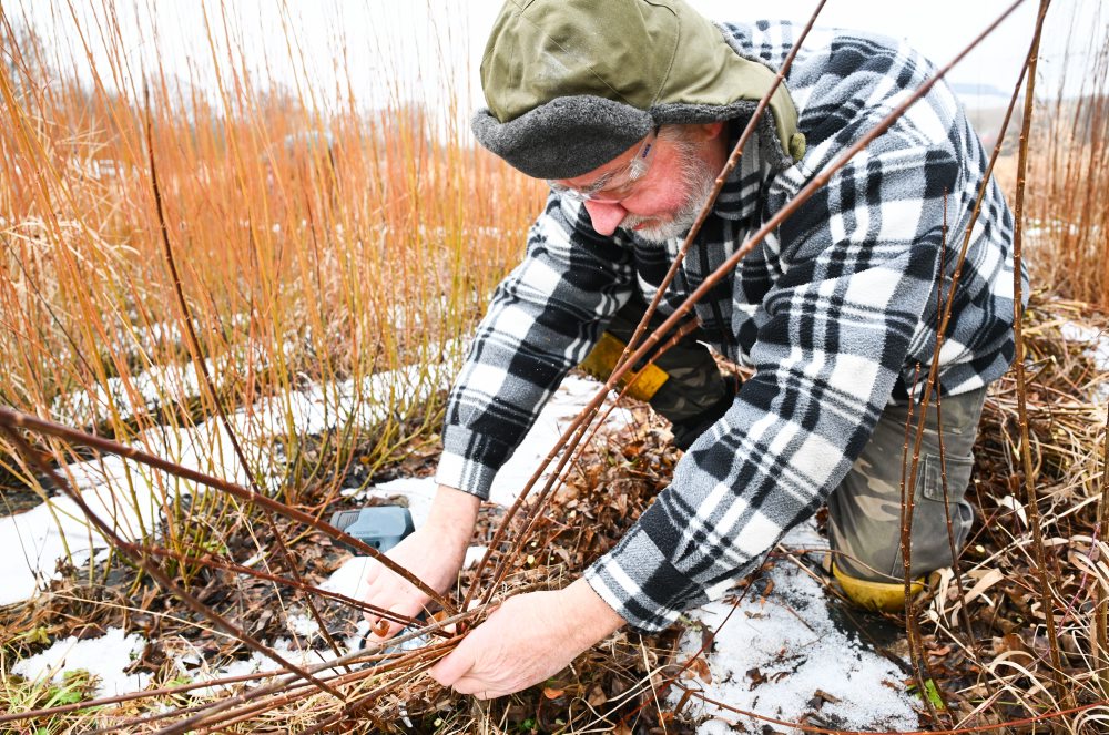 Vrbovce: V miestnej časti Vrbník sa uskutočnil tradičný zber vŕbového prútia