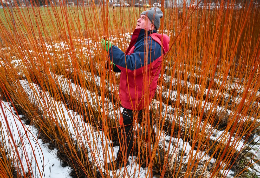 Vrbovce: V miestnej časti Vrbník sa uskutočnil tradičný zber vŕbového prútia