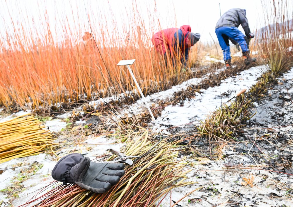 Vrbovce: V miestnej časti Vrbník sa uskutočnil tradičný zber vŕbového prútia