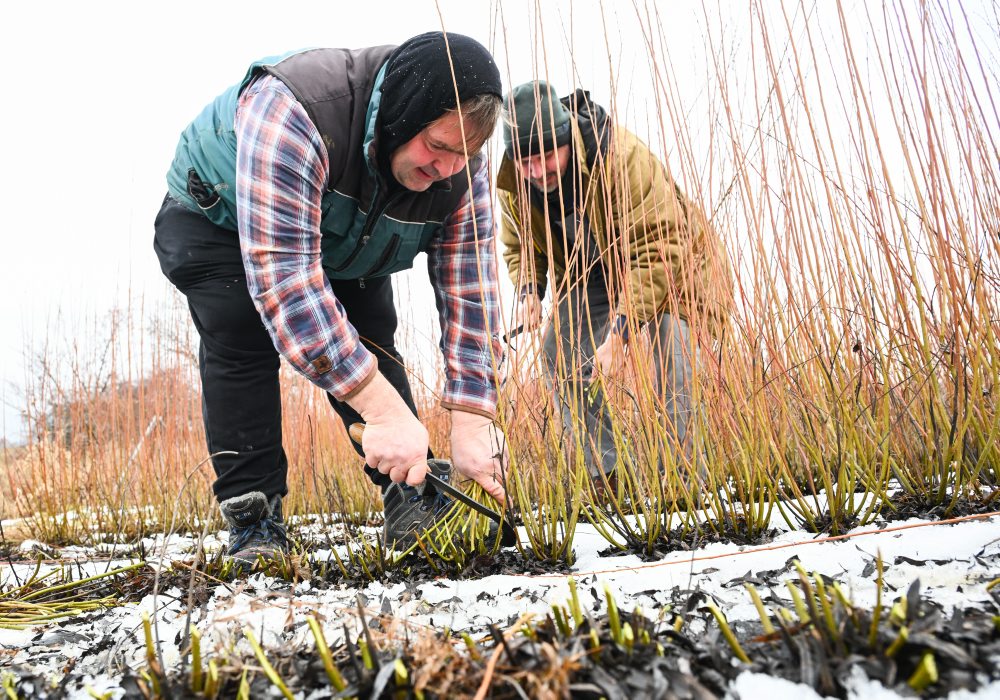 Vrbovce: V miestnej časti Vrbník sa uskutočnil tradičný zber vŕbového prútia