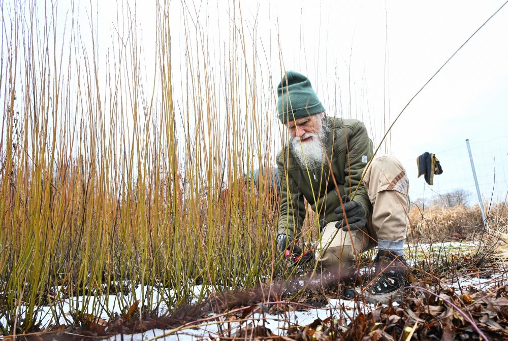 Vrbovce: V miestnej časti Vrbník sa uskutočnil tradičný zber vŕbového prútia