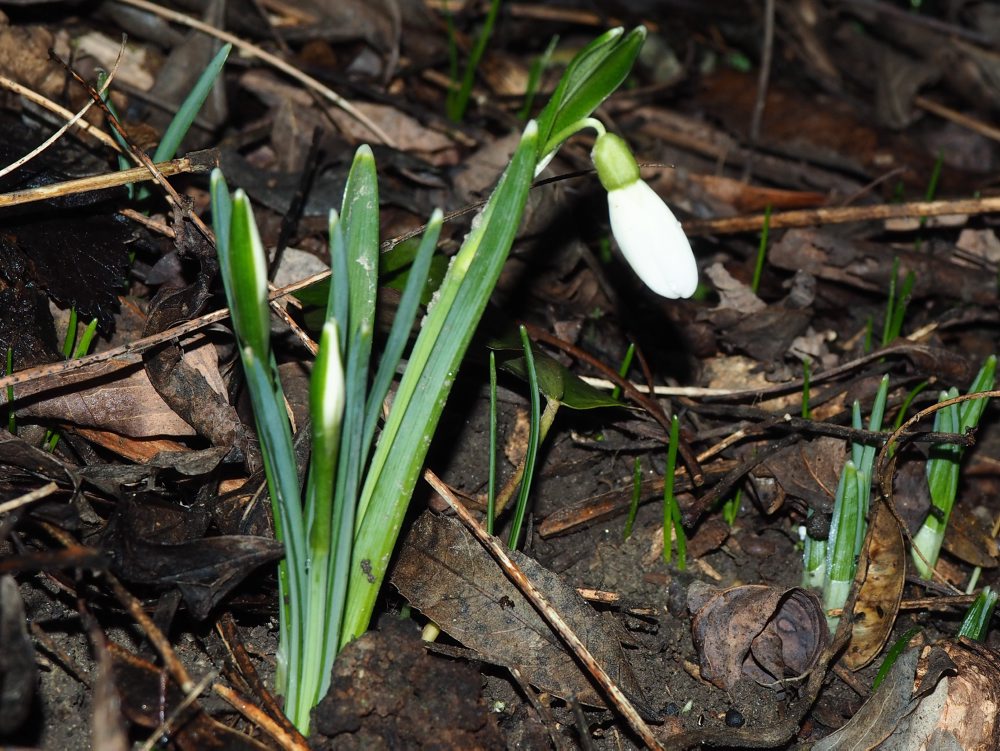 Prvé tohtoročné snežienky v Petržalke