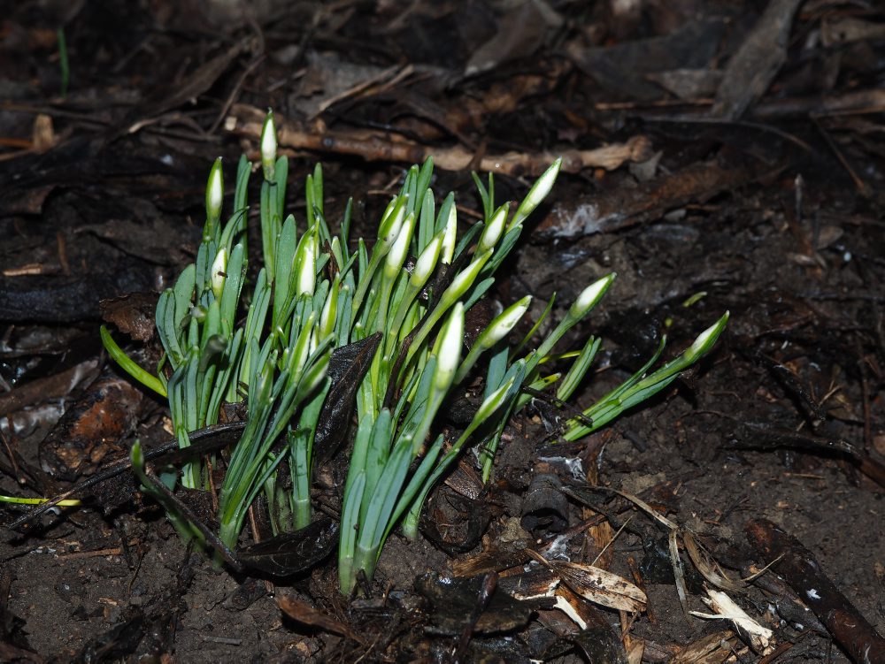 Prvé tohtoročné snežienky v Petržalke