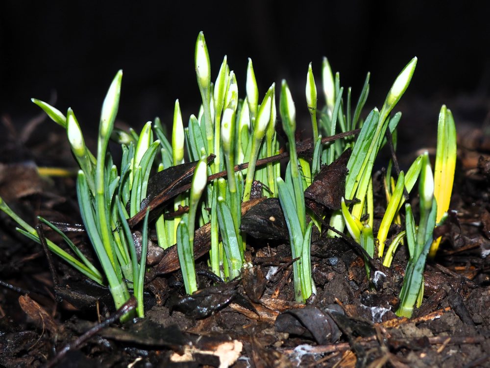 Prvé tohtoročné snežienky v Petržalke