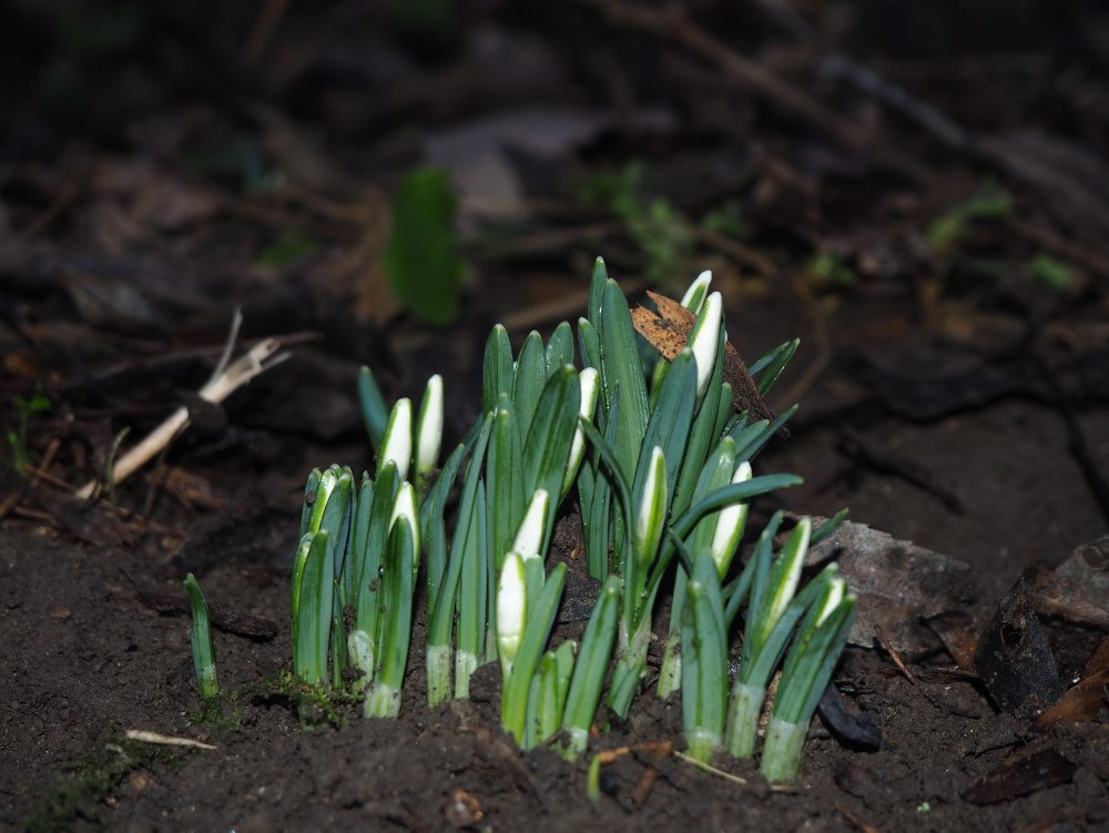 Prvé tohtoročné snežienky v Petržalke