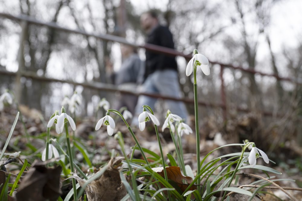 Kvitnúce snežienky na Železnej studničke v Bratislave