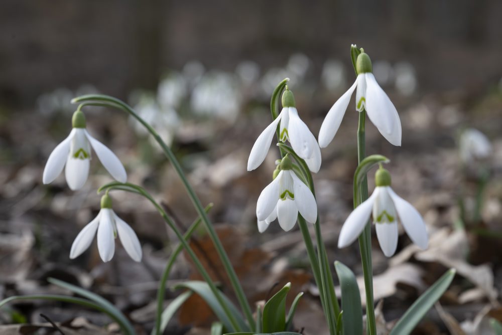 Kvitnúce snežienky na Železnej studničke v Bratislave