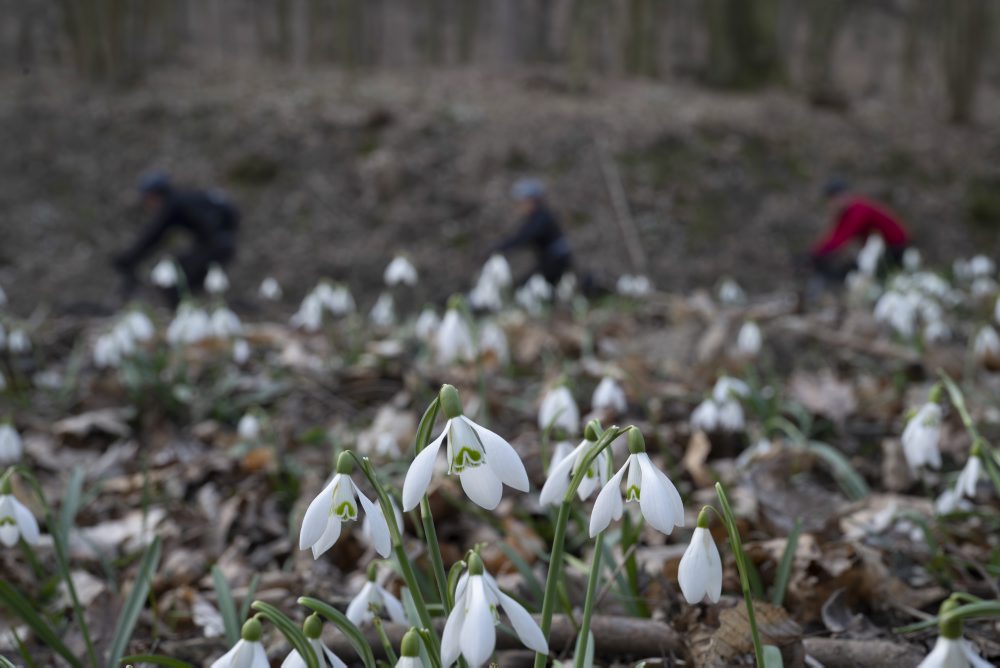 Kvitnúce snežienky na Železnej studničke v Bratislave