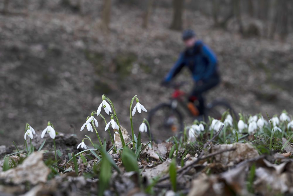 Kvitnúce snežienky na Železnej studničke v Bratislave