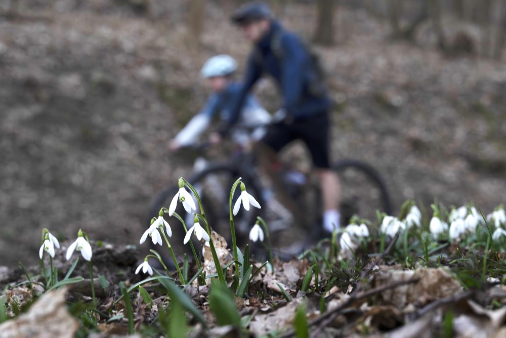 Kvitnúce snežienky na Železnej studničke v Bratislave