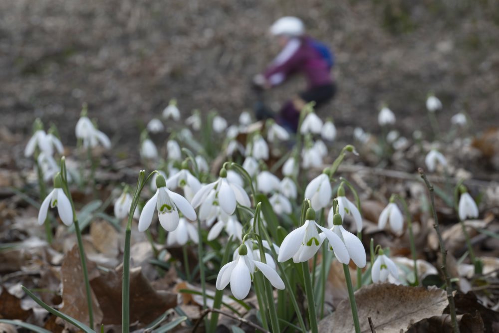 Kvitnúce snežienky na Železnej studničke v Bratislave