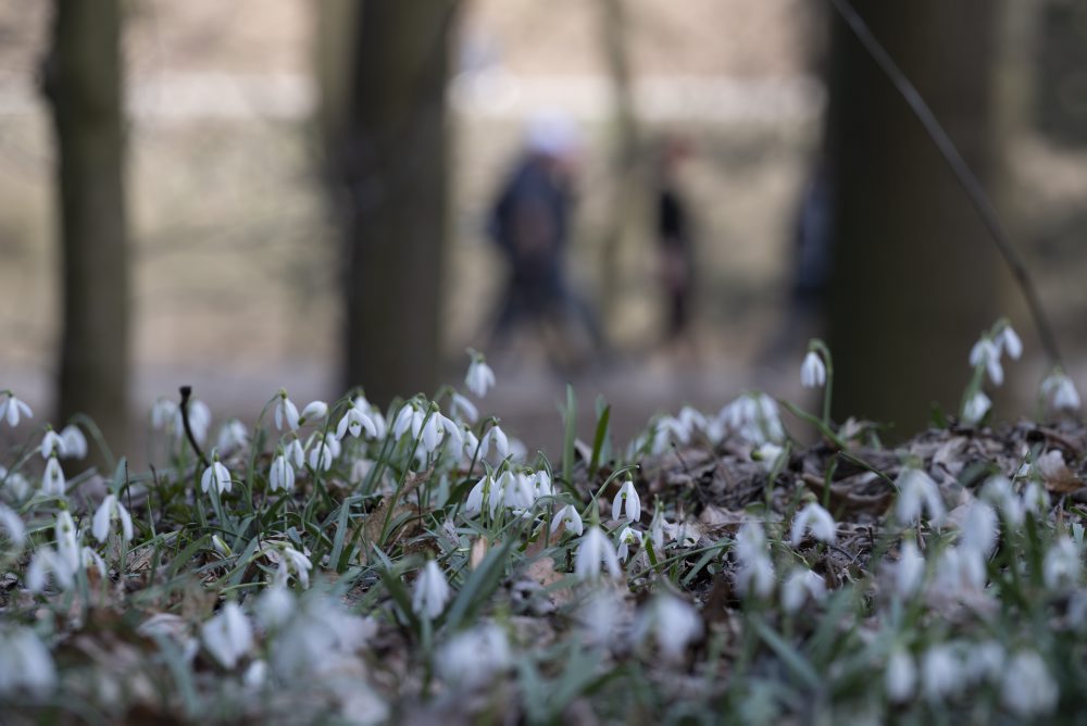 Kvitnúce snežienky na Železnej studničke v Bratislave