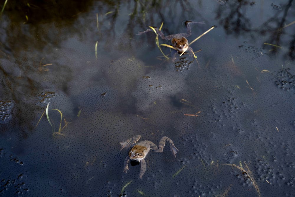 Nakladené vajíčka žiab na Železnej studničke v Bratislave 