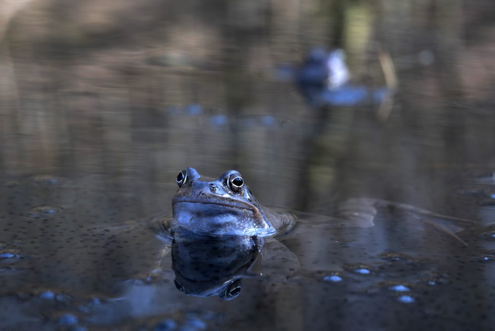Nakladené vajíčka žiab na Železnej studničke v Bratislave 