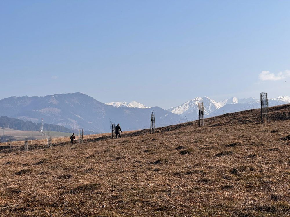 Dobrovoľníci26: Vďaka dobrovoľníkom na Liptove pribudli už tisíce stromov