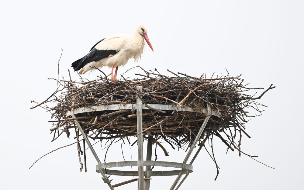 Bocian biely hniezdi v Kočovciach