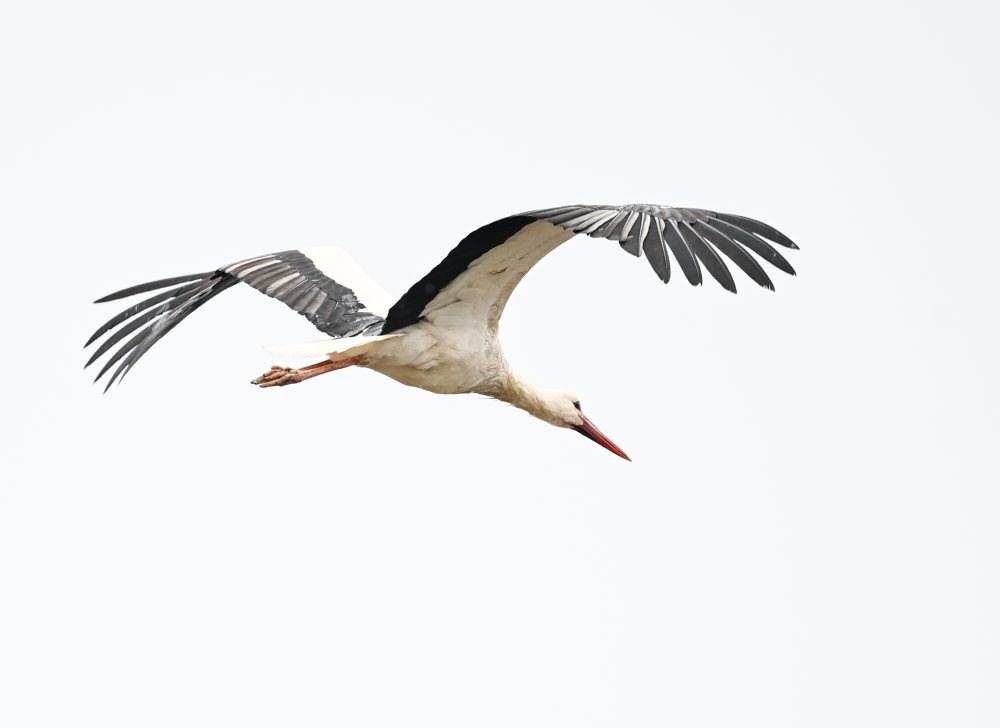 Bocian biely hniezdi v Kočovciach