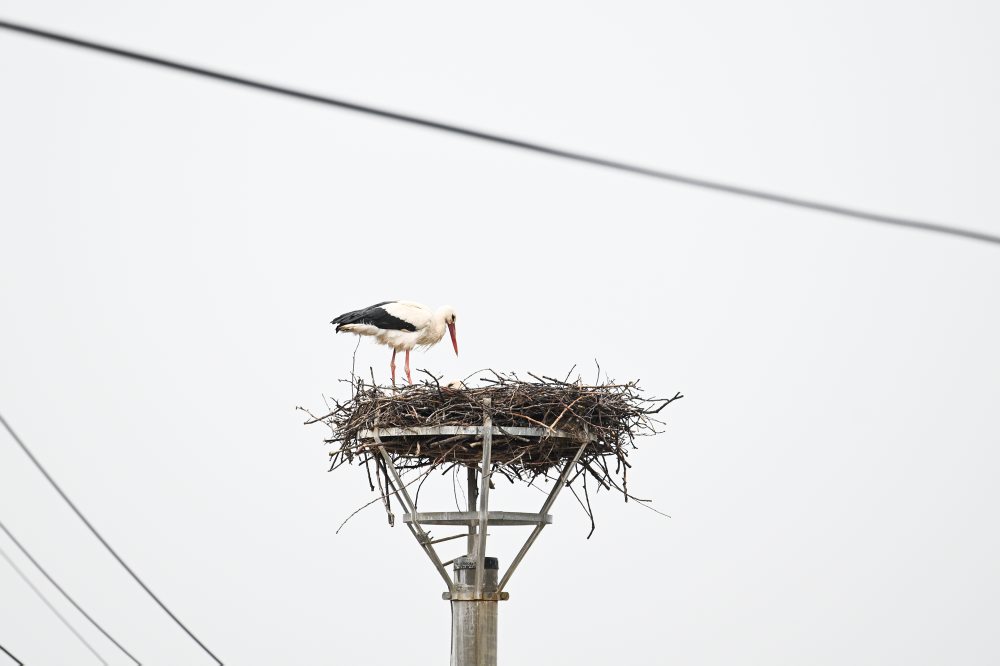 Bocian biely hniezdi v Kočovciach