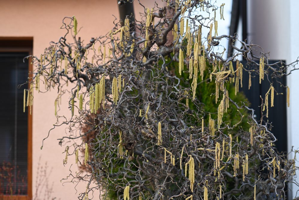 Kvitnúca lieska obyčajná v Starej Turej