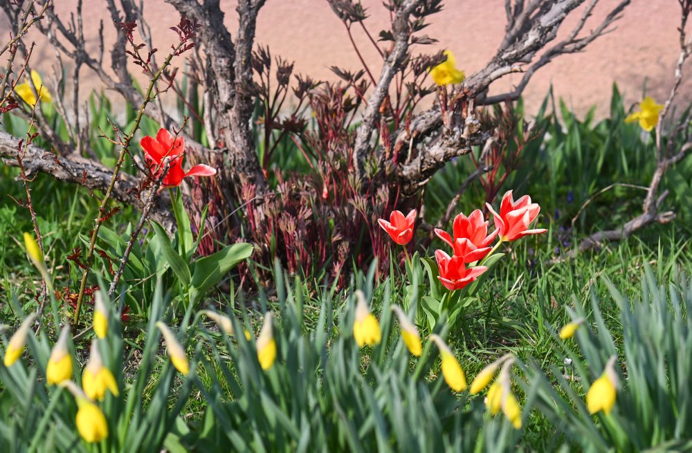 Kvitnúce tulipány a narcisy v Starej Turej