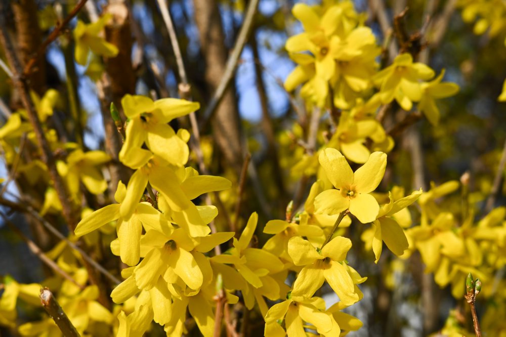 Kvitnúci krík zlatého dažďa v Starej Turej