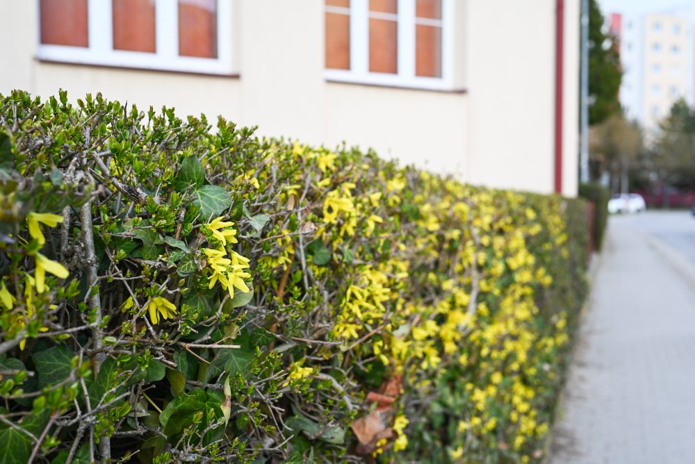 Kvitnúci krík zlatého dažďa v Starej Turej