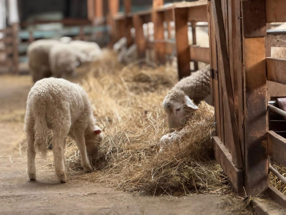 R. Takáč: Viac ako polovica vyprodukovaných jahniat skončí na Slovensku
