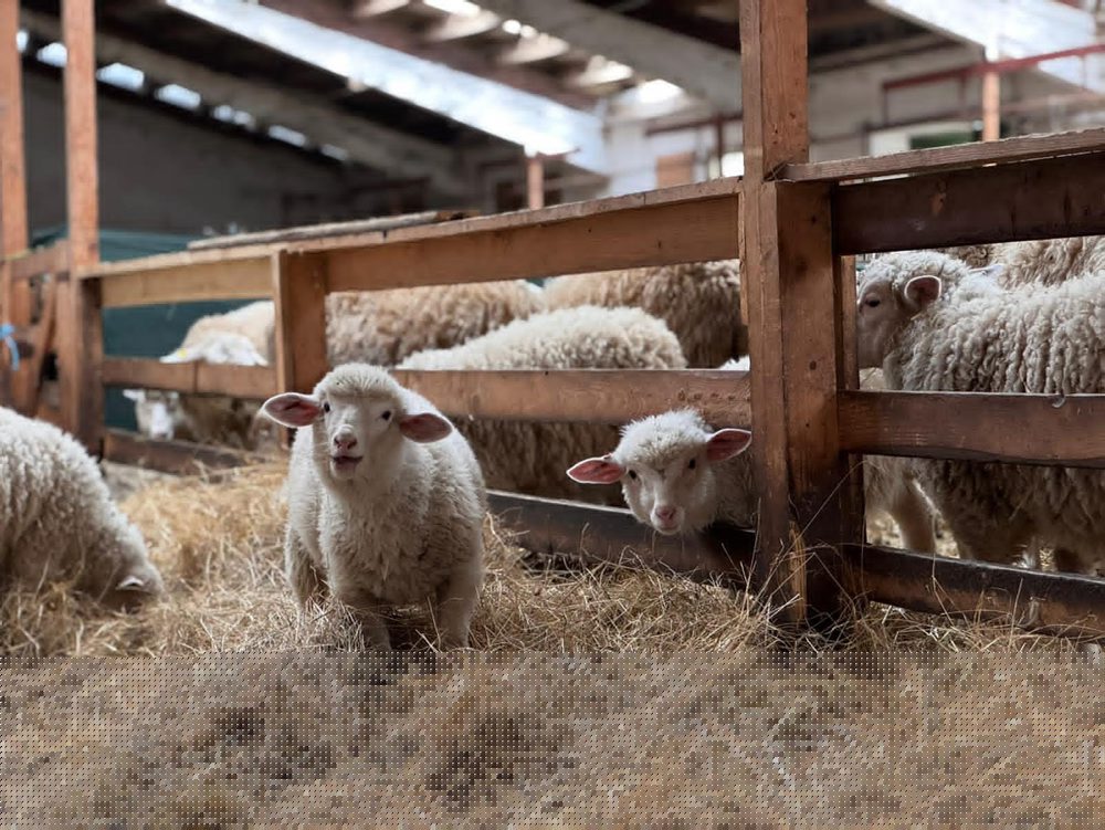 R. Takáč: Viac ako polovica vyprodukovaných jahniat skončí na Slovensku