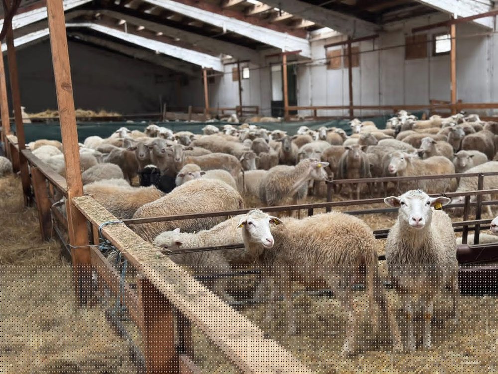 R. Takáč: Viac ako polovica vyprodukovaných jahniat skončí na Slovensku
