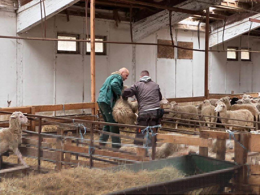 R. Takáč: Viac ako polovica vyprodukovaných jahniat skončí na Slovensku