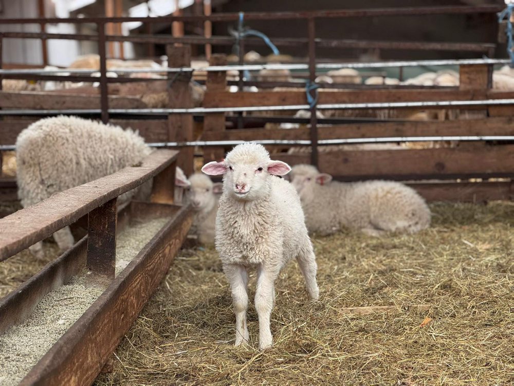 R. Takáč: Viac ako polovica vyprodukovaných jahniat skončí na Slovensku