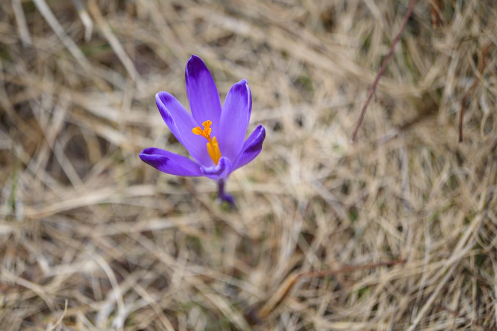 Príroda v Slovenskom raji