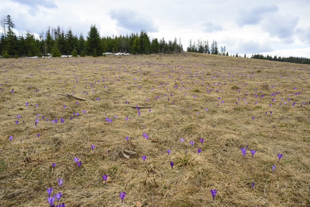 Príroda v Slovenskom raji