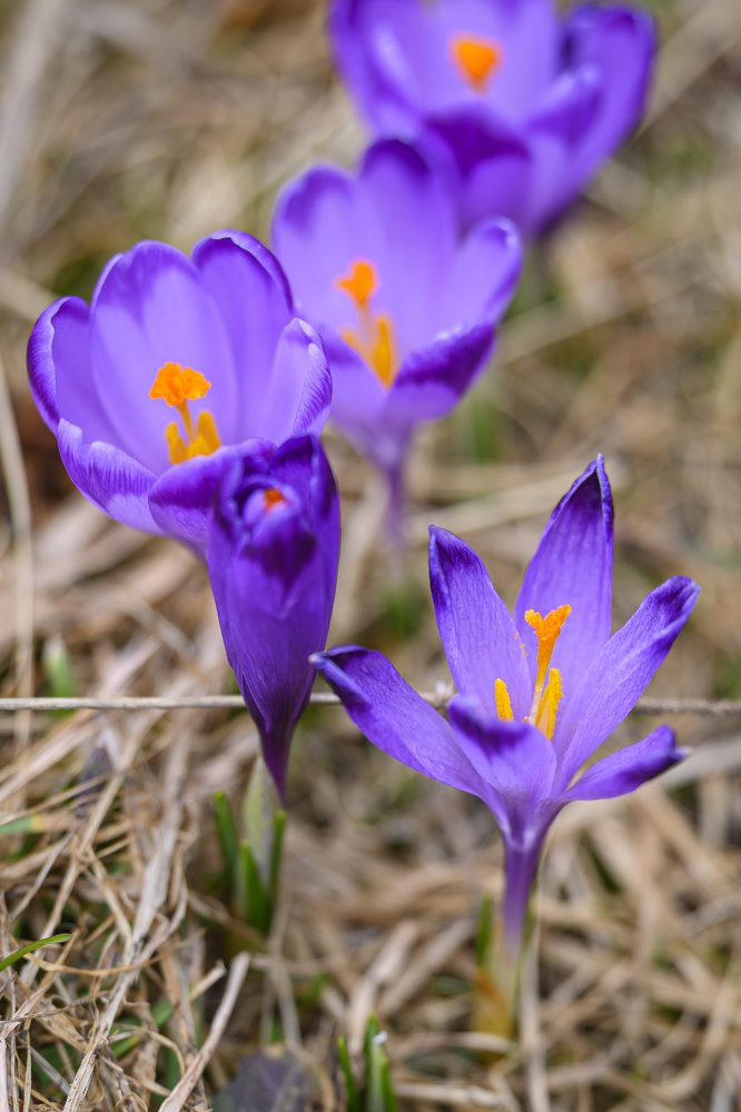 Príroda v Slovenskom raji