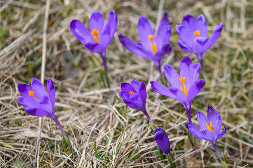 Príroda v Slovenskom raji